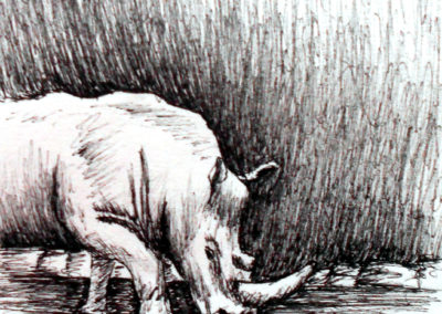 Croquis rhinocéros, Nicolas Lambert, Nak illustrations