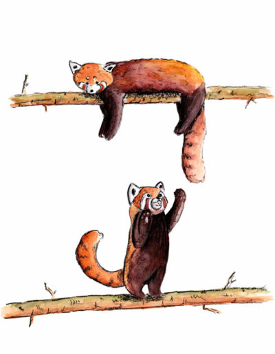 Pandas roux, aquarelle, illustration, Lyon, nature, arbre, panda, roux, jeux, animal, Nicolas Lambert, Nak illustrations